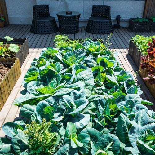 Heirloom Vegetable Garden Tips: Cultivate Your Garden, Harvest Your History