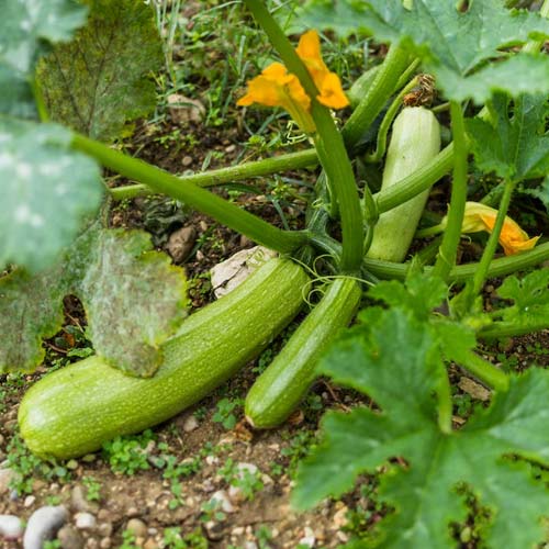 Heirloom Vegetable Garden Tips: Crafting Your Epicurean Haven with Expert Guidance