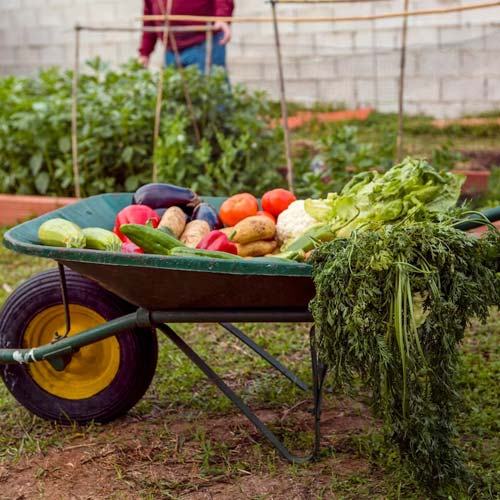 Heirloom Vegetable Garden Tips: Sowing, Growing, and Preserving Culinary Heritage