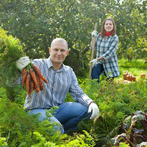 Heirloom Vegetable Garden Tips: Cultivating Timeless Flavors and Abundant Harvests