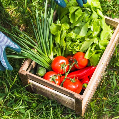 Heirloom Vegetable Garden Tips: Nourishing Traditions, Growing Futures