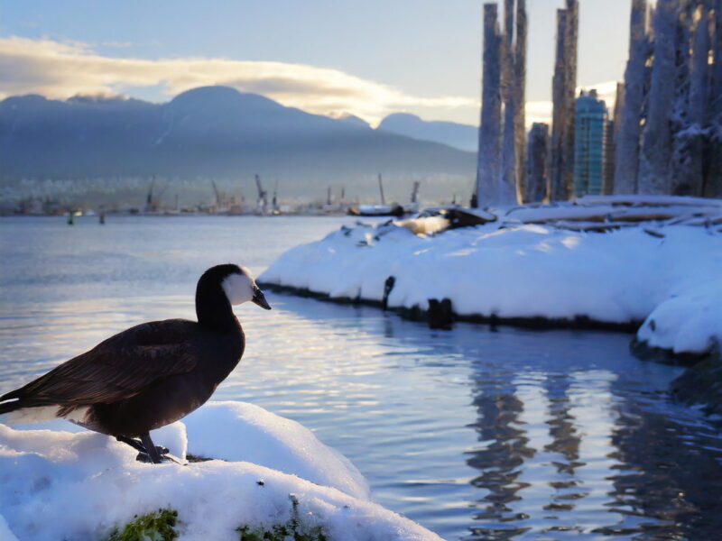 Discover the Majestic Vancouver's Winter Wildlife